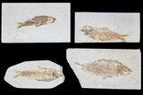 Lot: Green River Fossil Fish - Pieces #81294-1
